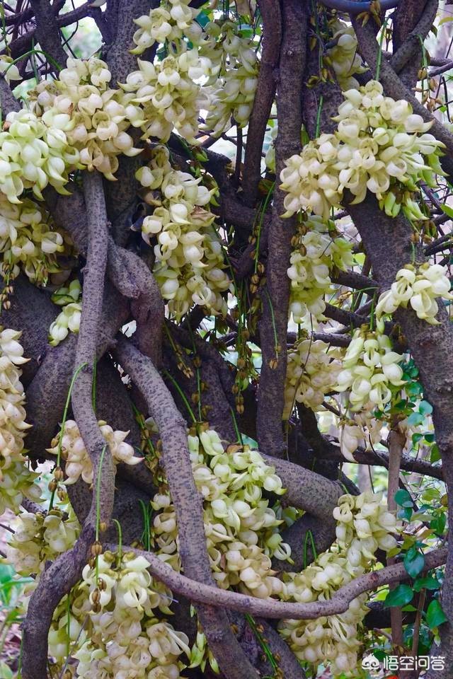 去广州天鹿湖赏禾雀花什么时候最适合？