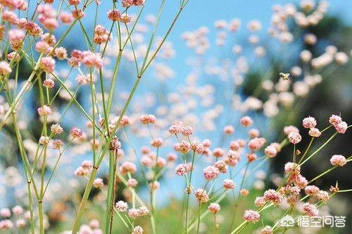 脸书使用怎么发照片 脸书使用怎么发照片