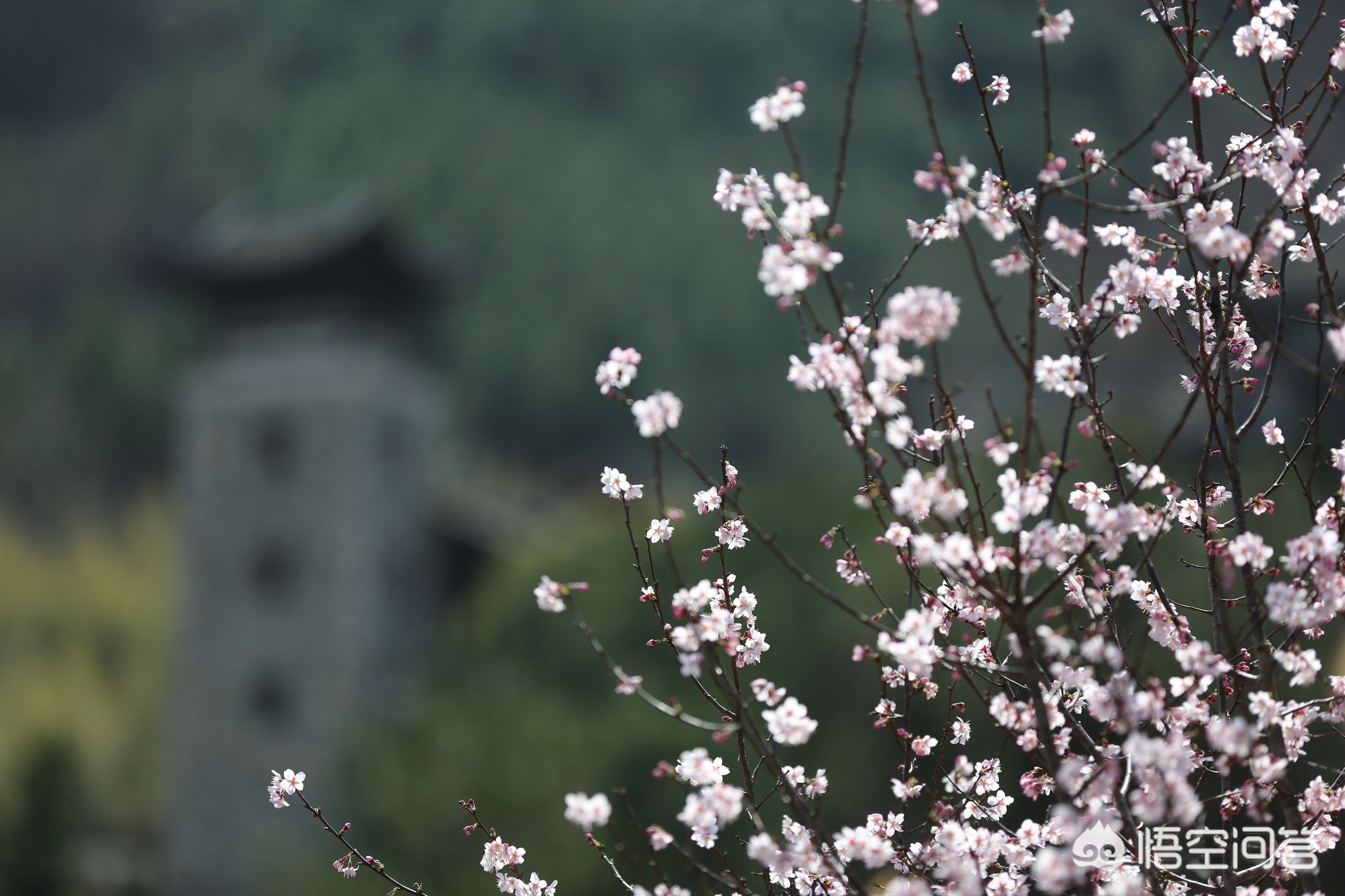 武汉市可以养什么花卉