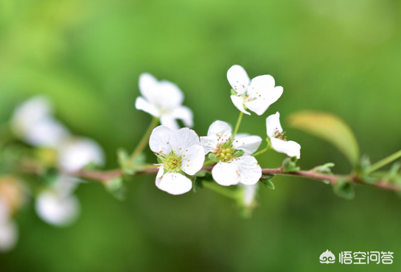 ps如何去水印(ps软件如何去除水印?) ps如何去水印(ps软件如何去除水印?)