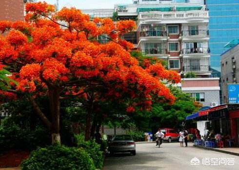 为什么厦门市花是三角梅
