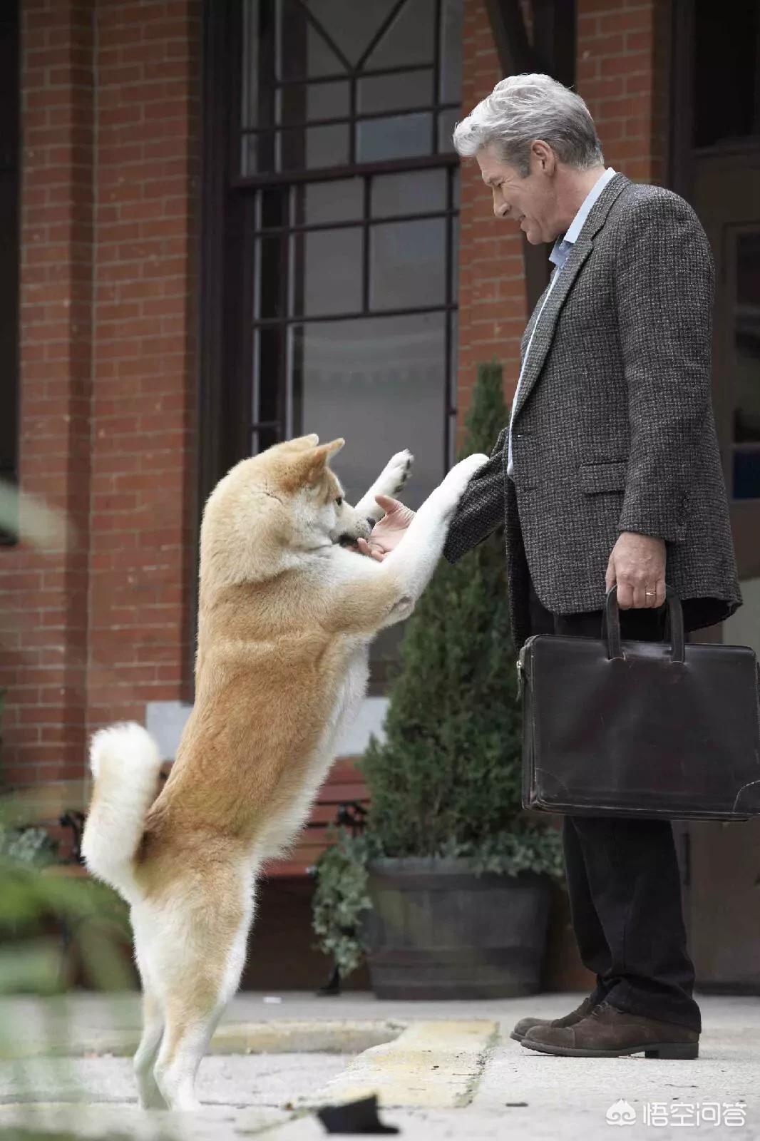 合肥市抓狗的是什么人