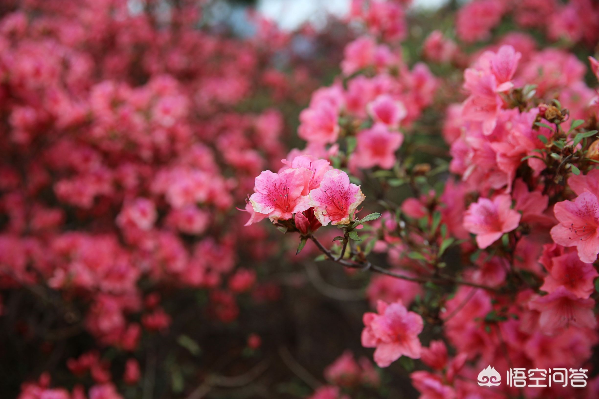 武汉市可以养什么花卉 武汉市可以养什么花卉