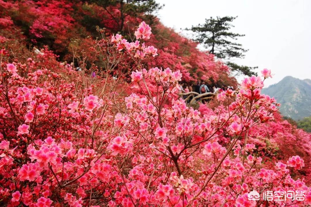 武汉市可以养什么花卉 武汉市可以养什么花卉