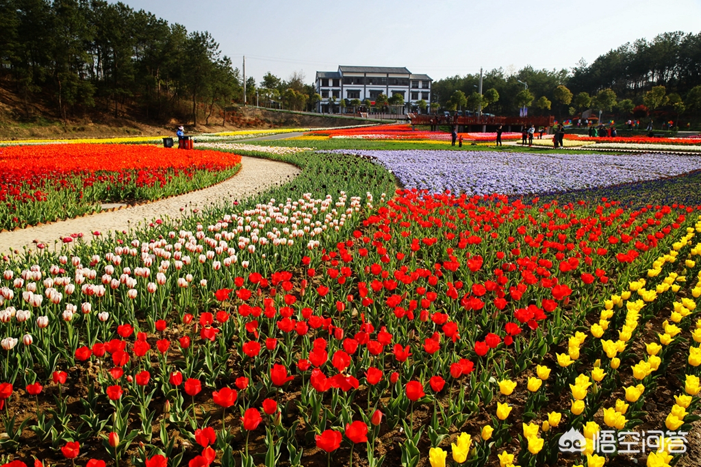 武汉市可以养什么花卉