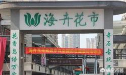 合肥哪有卖狗狗的地方？比较大的狗市在哪？
