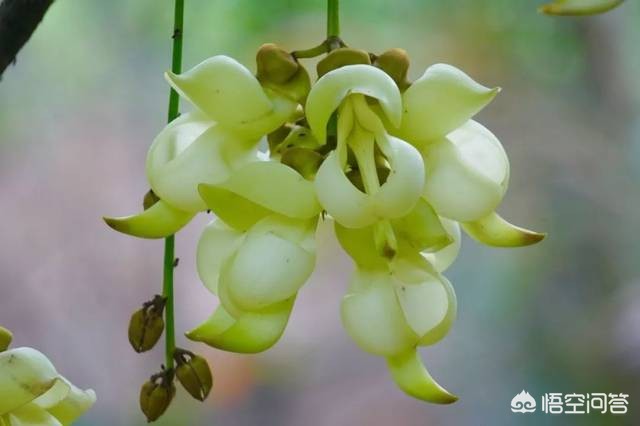 去广州天鹿湖赏禾雀花什么时候最适合？