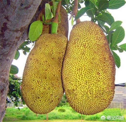 [凤梨就是菠萝吗]凤梨与菠萝一样甜吗？二者的区别在哪？