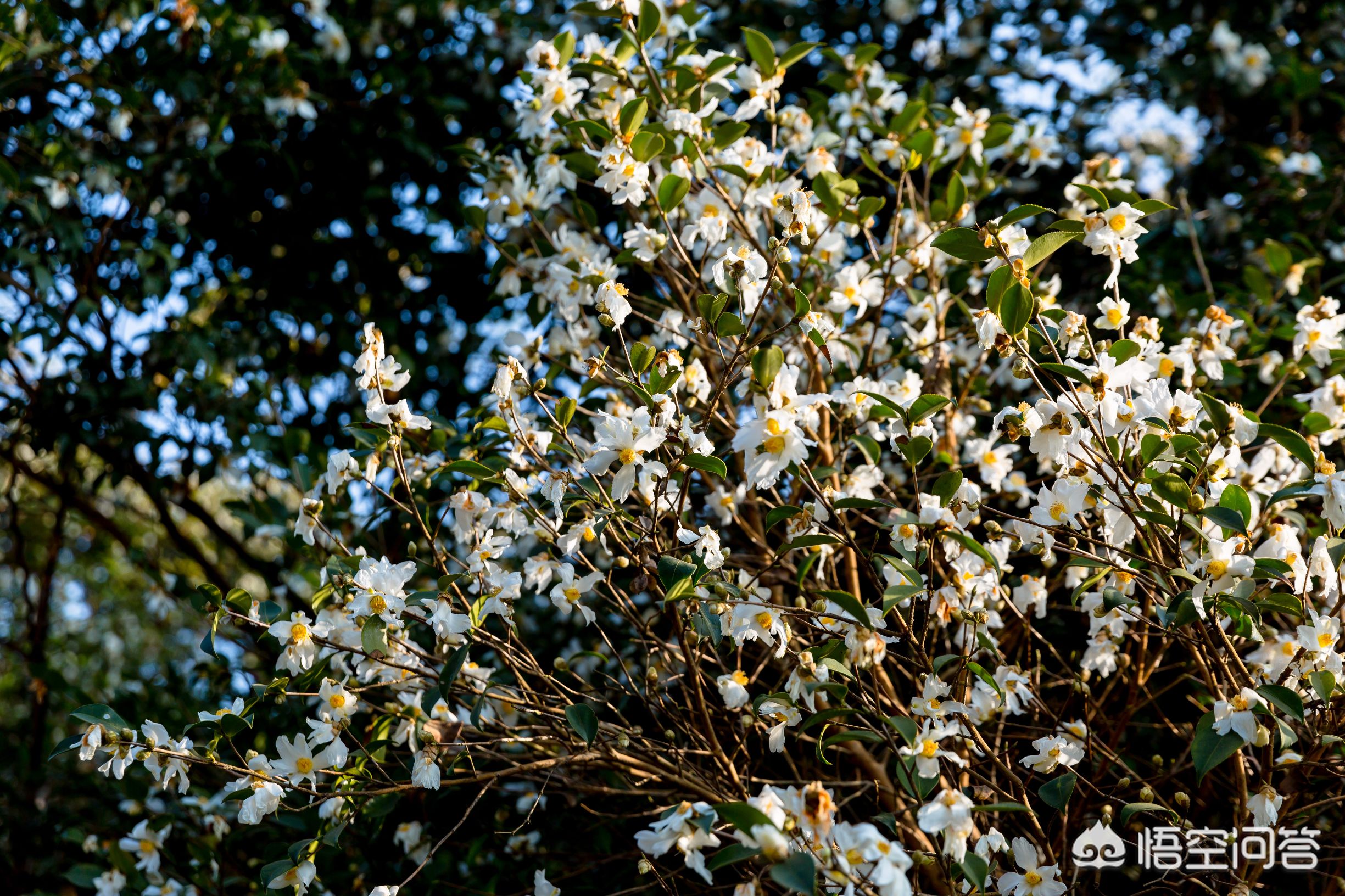 武汉市可以养什么花卉