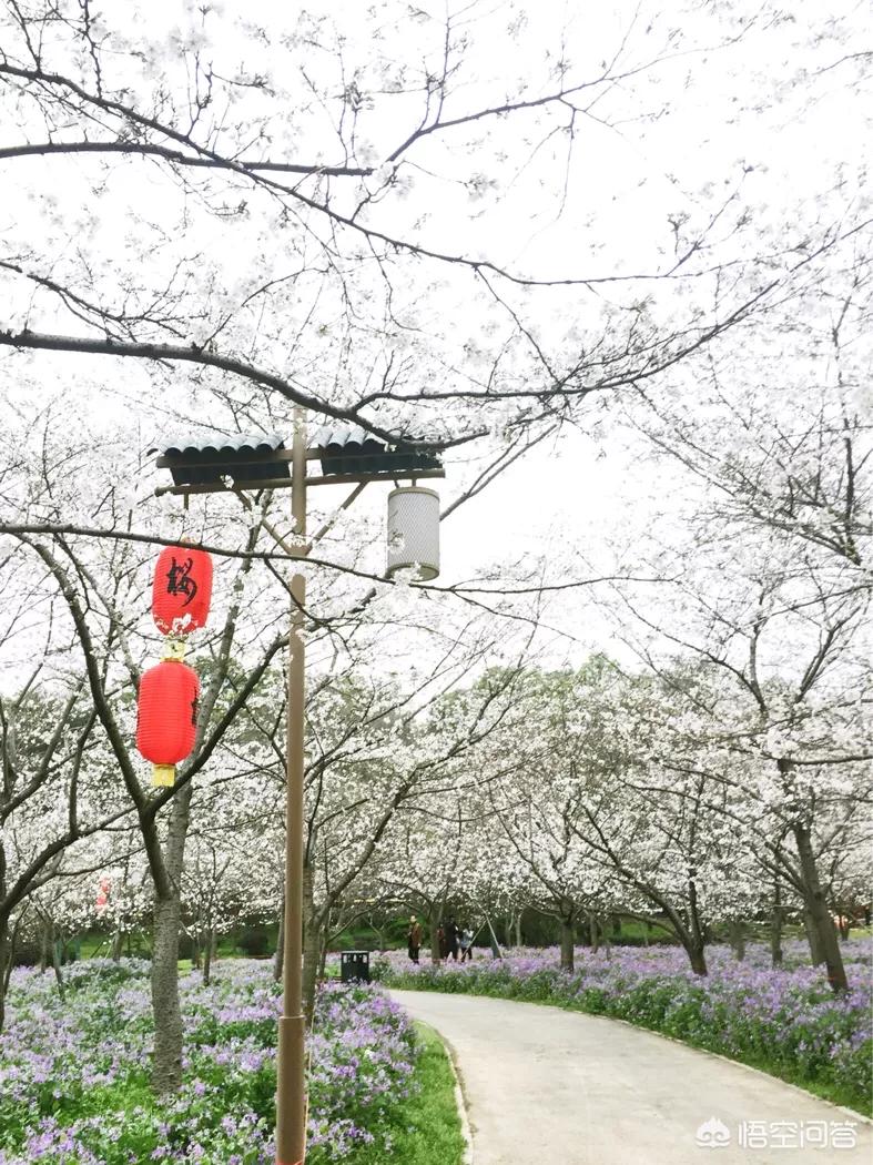 除了武汉大学，武汉还有哪里可以赏樱花？