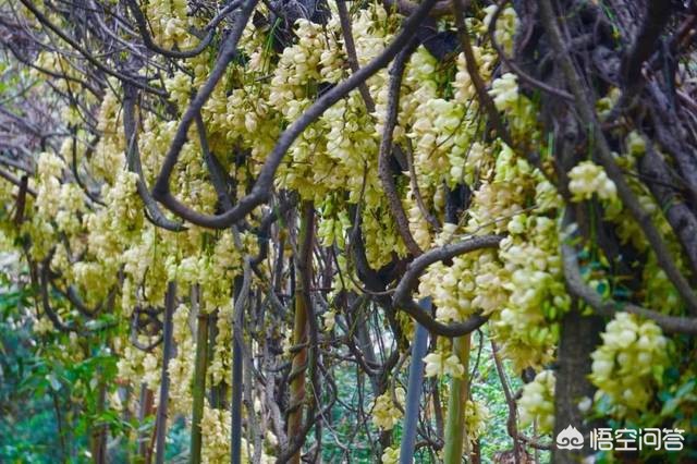 去广州天鹿湖赏禾雀花什么时候最适合？