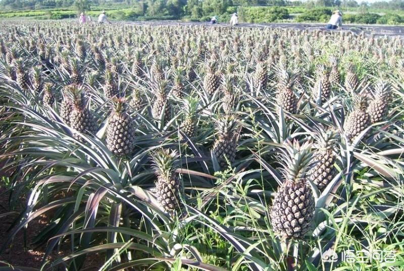 [凤梨就是菠萝吗]凤梨与菠萝一样甜吗？二者的区别在哪？