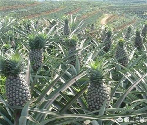 [凤梨就是菠萝吗]凤梨与菠萝一样甜吗？二者的区别在哪？