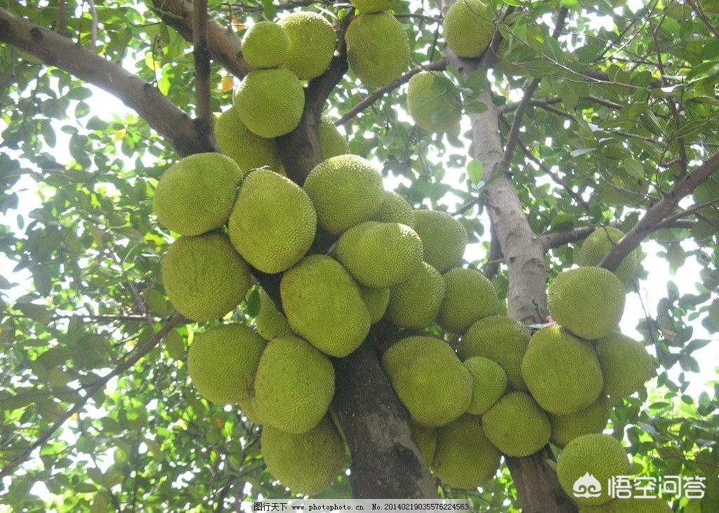 [凤梨就是菠萝吗]凤梨与菠萝一样甜吗？二者的区别在哪？