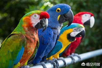 鹦鹉对深圳市有什么影响 鹦鹉对深圳市有什么影响