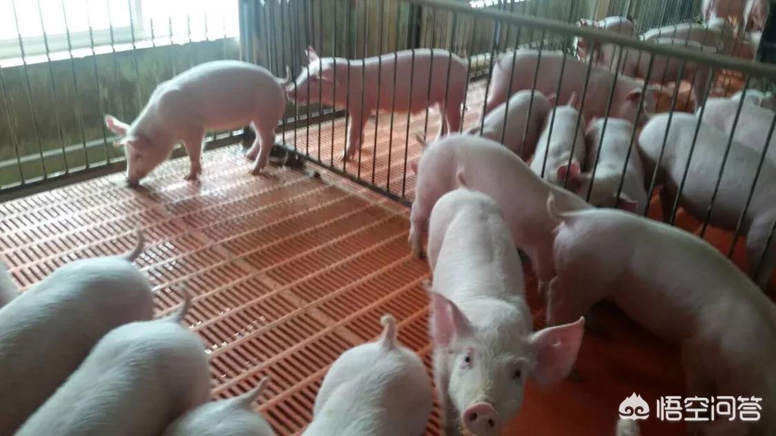 [中美停24%关税90天]猪价反弹，是迎来拐点还是回光返照？