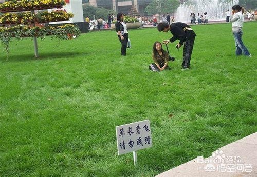 四片草坪是哪个大学？