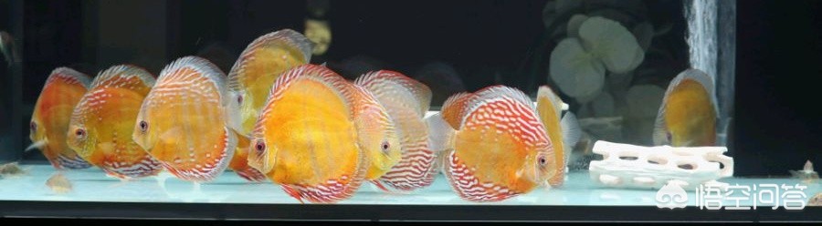 鱼在海外生活多久了，鱼在海外生活多久了啊
