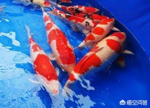 鱼在海外生活多久了，鱼在海外生活多久了啊