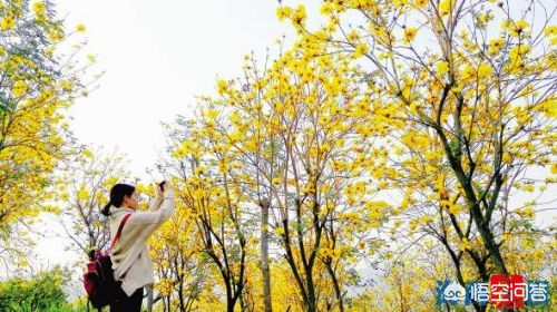 厦门的市花？