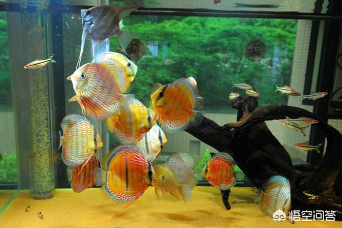 鱼在海外生活多久了能吃，鱼在海外生活多久了能吃了