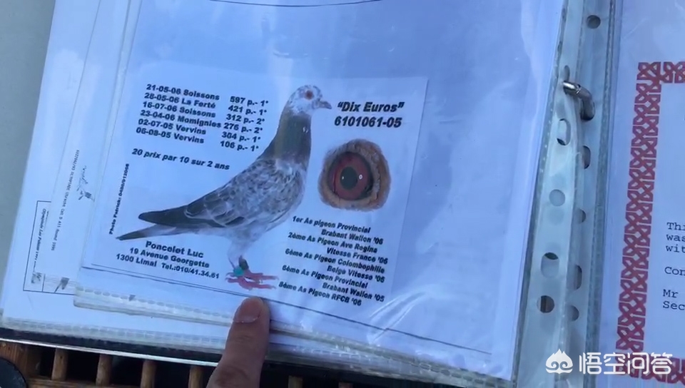 鸽子的海外生活视频，鸽子的海外生活视频大全