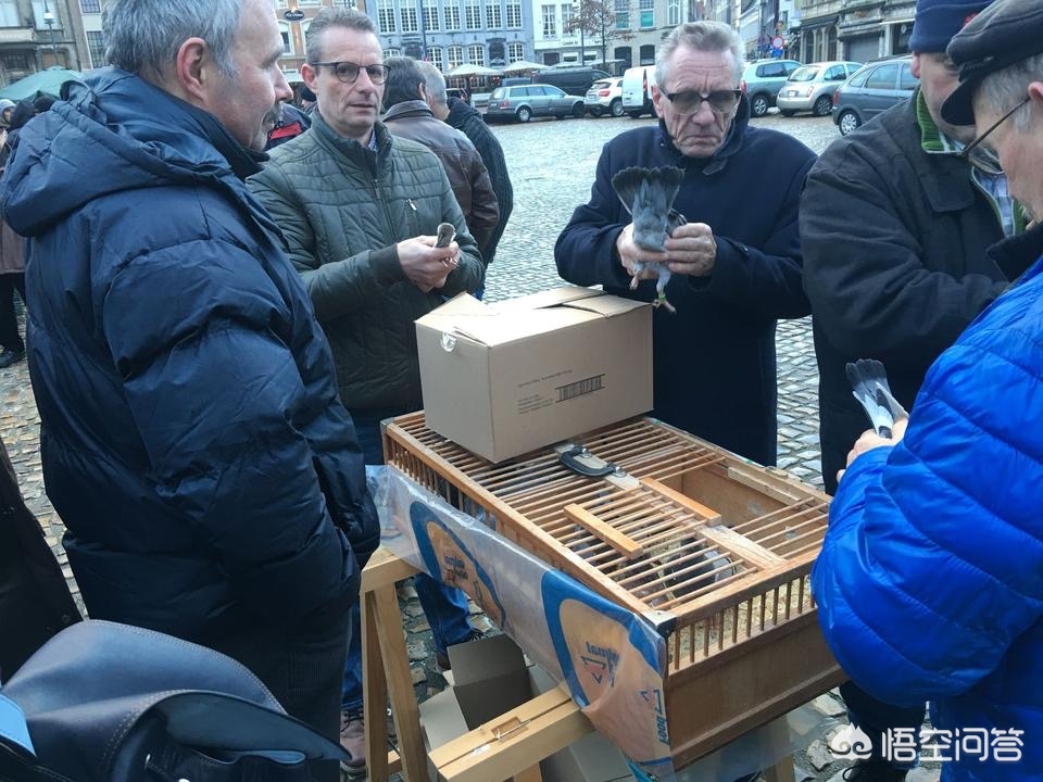 鸽子的海外生活特点，鸽子的海外生活特点是什么