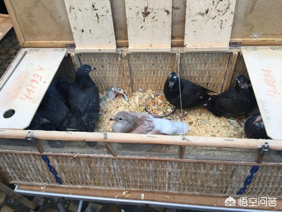鸽子的海外生活特点，鸽子的海外生活特点是什么