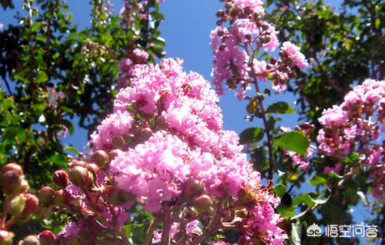 哈尔滨市都有哪些花海