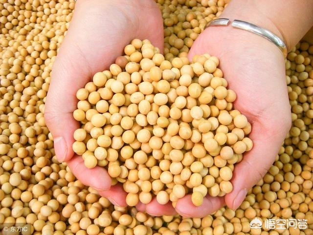 [没买过美国一粒大豆]进口大豆是什么东西？