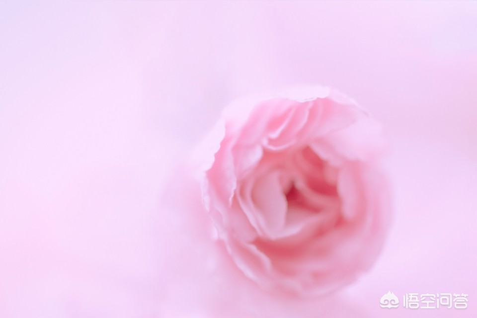 静物组合花卉知识点，静物组合花卉知识点总结