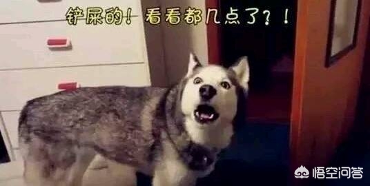 本地人海外生活好吗现在，本地人海外生活好吗现在怎么样