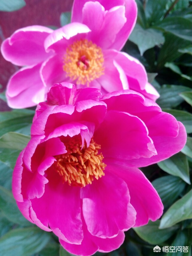 看不见的女孩看不见的女孩动漫第一季在哪可以看