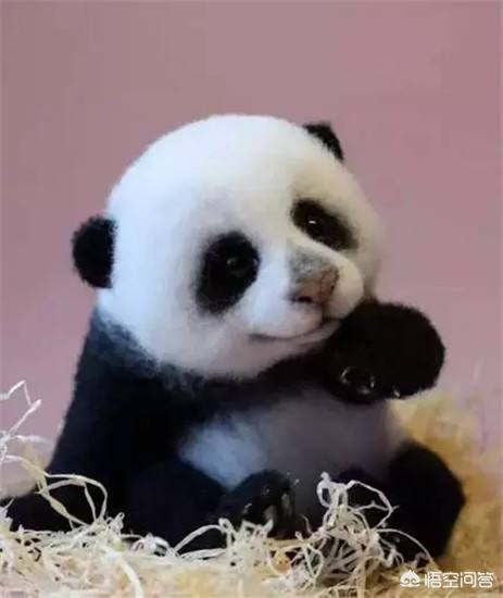 海外生活的熊猫叫什么，海外生活的熊猫叫什么名字