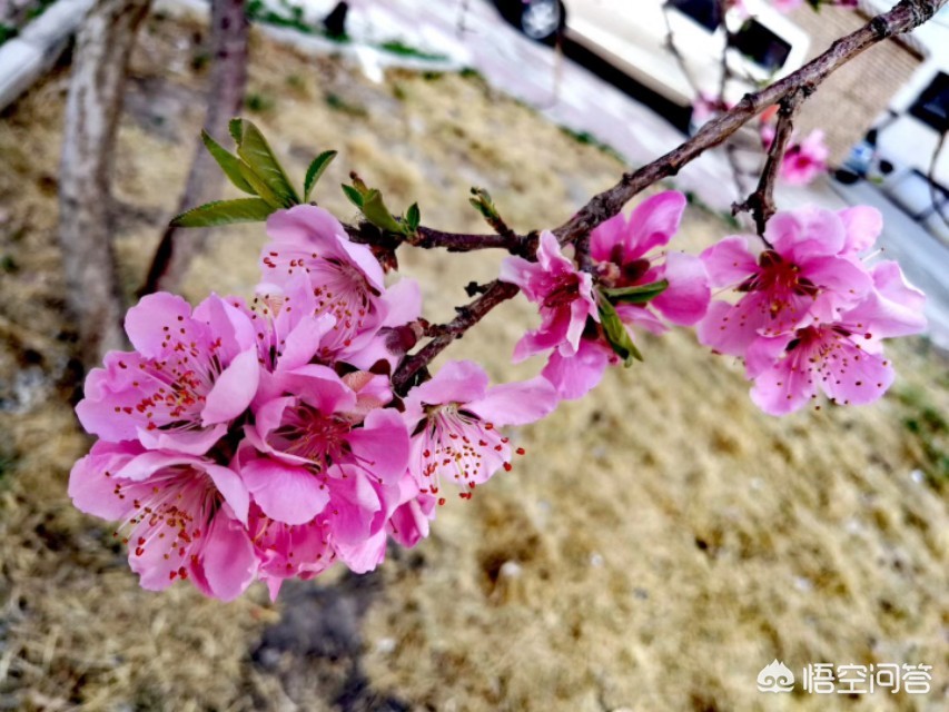 看不见的女孩看不见的女孩动漫第一季在哪可以看 看不见的女孩看不见的女孩动漫第一季在哪可以看