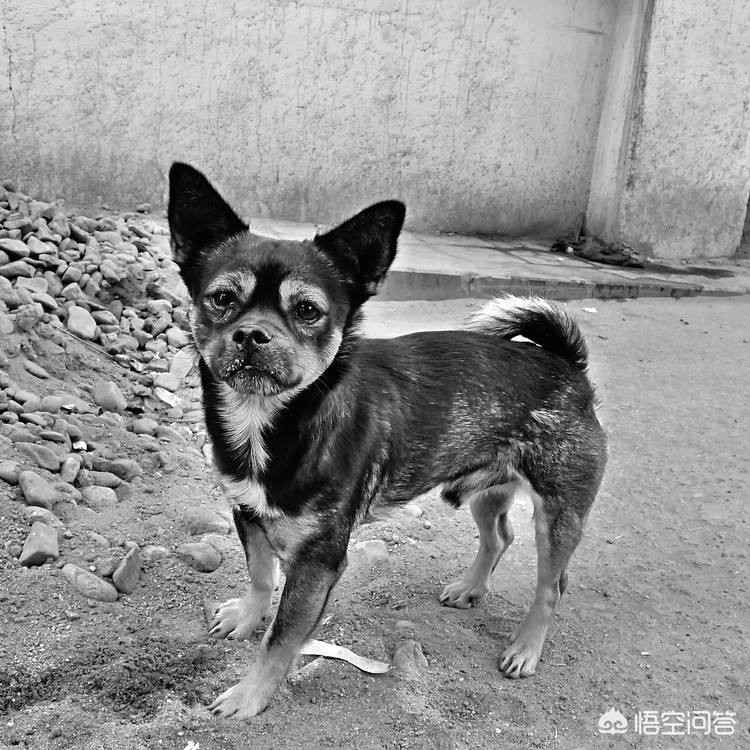 被狗绊倒刺死老太（老太被狗扑咬胸椎骨折索赔遭拒，警方认定是民事纠纷，你怎么看？）