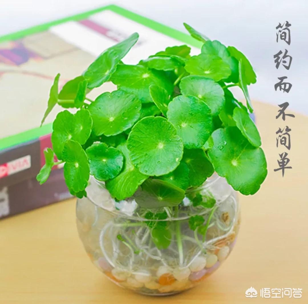 圆字的草书法字体