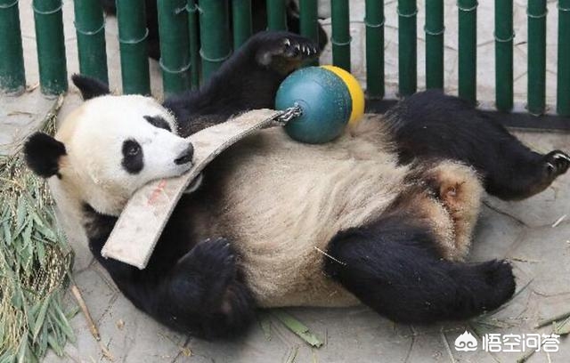 沈阳动物园大熊猫浦浦春困不爱运动,体重超重,饲养员有什么好办法帮它减肥? 沈阳动物园大熊猫浦浦春困不爱运动,体重超重,饲养员有什么好办法帮它减肥?