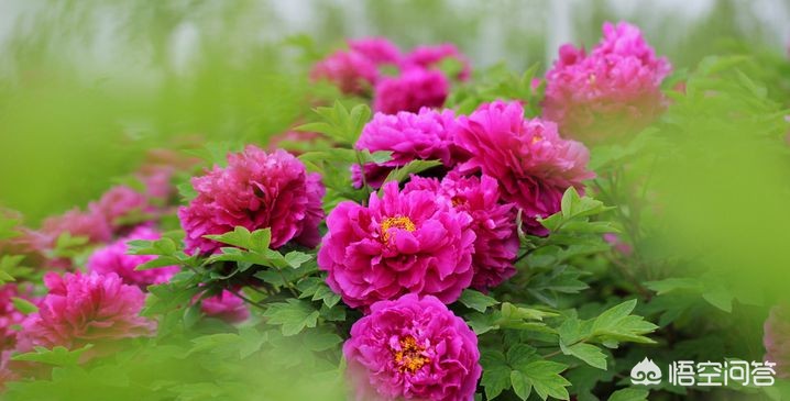 洛阳哪里牡丹好看，哪里小吃好吃？