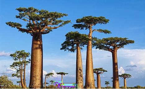 猴面包树在中国南方有种植吗？哪里有种植？：男子种猴面包树18年