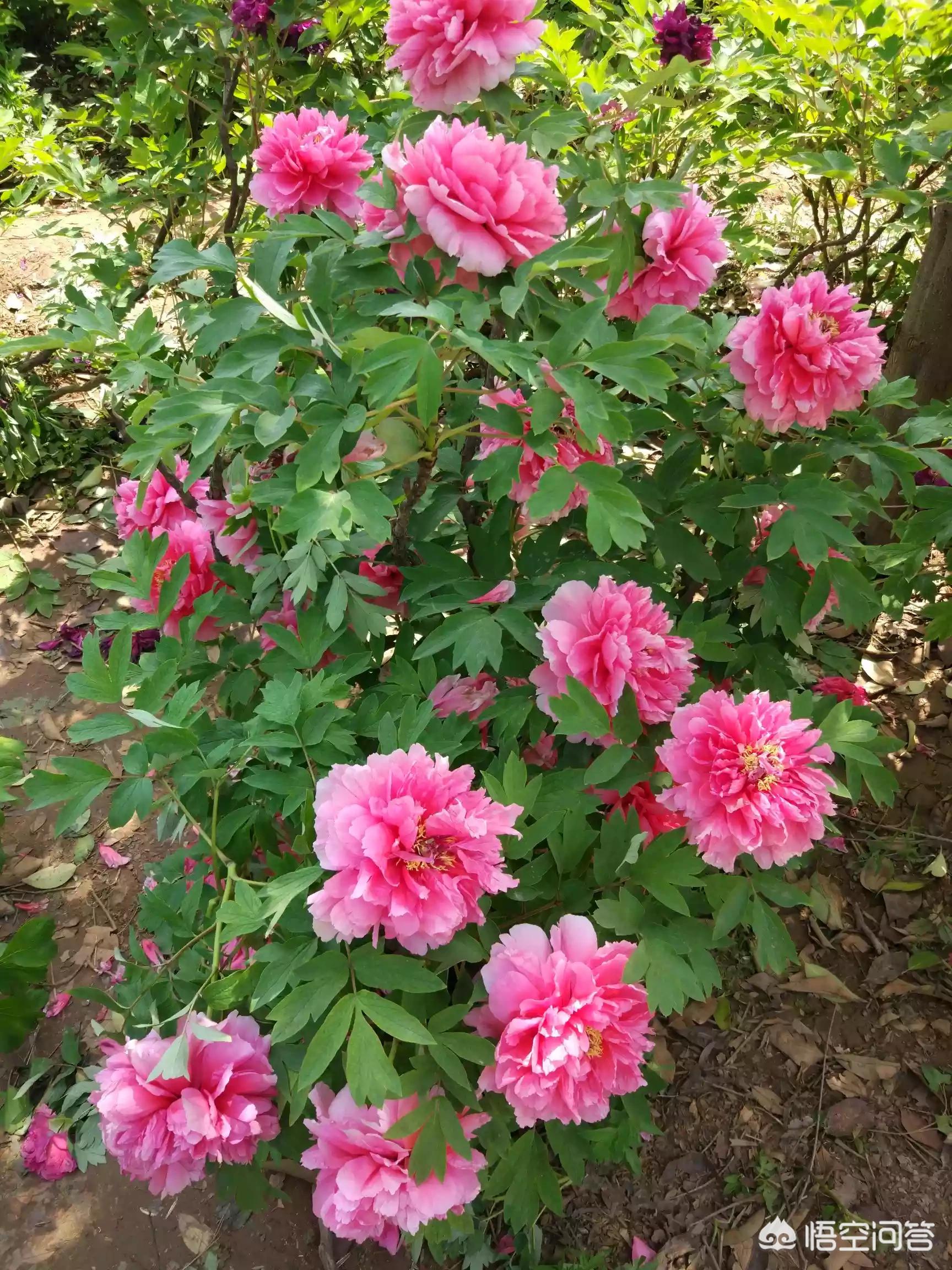 洛阳哪里牡丹好看,哪里小吃好吃? 洛阳哪里牡丹好看,哪里小吃好吃?