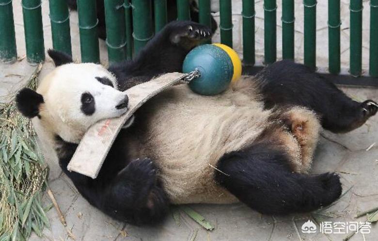 沈阳动物园大熊猫浦浦春困不爱运动，体重超重，饲养员有什么好办法帮它减肥？