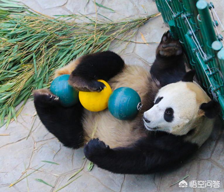 沈阳动物园大熊猫浦浦春困不爱运动，体重超重，饲养员有什么好办法帮它减肥？