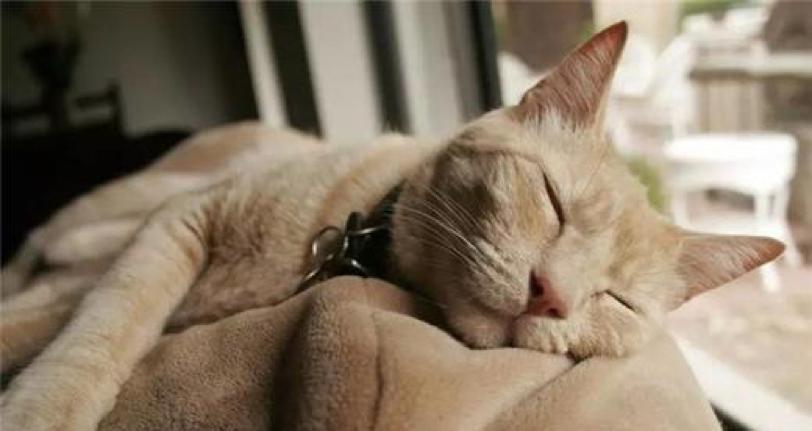 如何判断猫咪进入老年期？-图1
