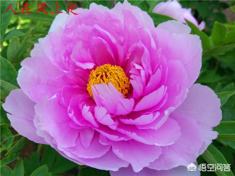 洛阳哪里牡丹好看，哪里小吃好吃？