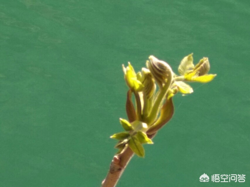 重庆网站推广排名公司有哪些,冯提莫成为重庆共青团推广大使,做直播得到如此成就,你怎么看待?