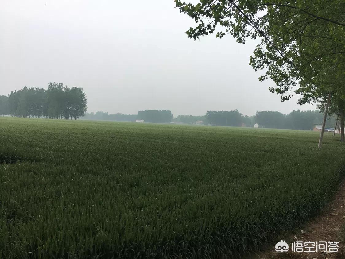 周口人有什么特点？