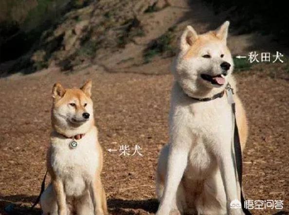 秋田汽车报价大全,秋田汽车报价大全图片