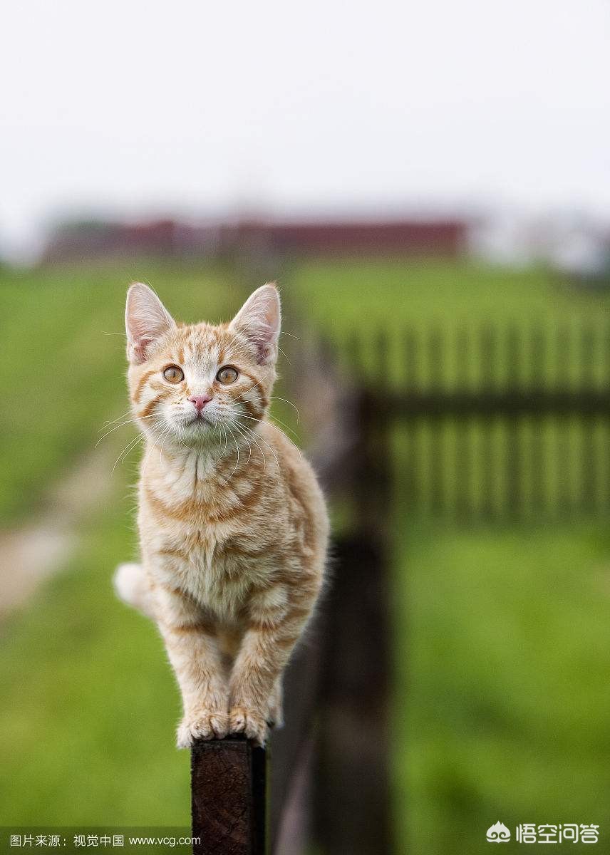 猫快死的七大征兆?:快猫vip 猫快死的七大征兆?:快猫vip