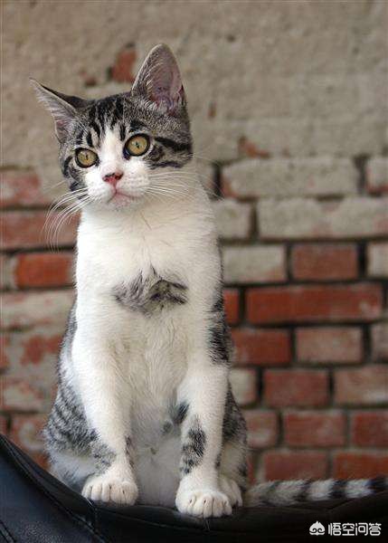 猫快死的七大征兆？：快猫vip